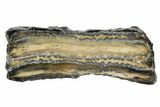 Mammoth Molar Slice with Case - South Carolina #165119-1